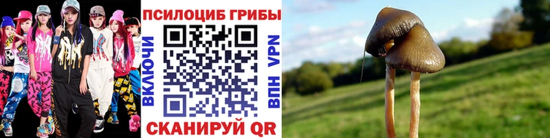 закладка  Гаврилов-Ям  Псилоцибиновые грибы прущие грибы 